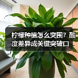 柠檬种植怎么突围?酸度差异成关键突破口(图1) 柠檬种植怎么突围?酸度差异成关键突破口(图1)