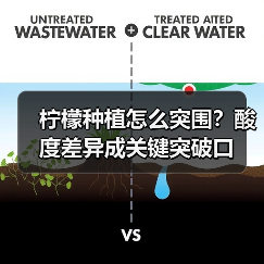 柠檬种植怎么突围?酸度差异成关键突破口(图4) 柠檬种植怎么突围?酸度差异成关键突破口(图4)