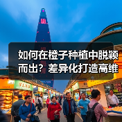 如何在橙子种植中脱颖而出?差异化打造高维C品牌关键(图3) 如何在橙子种植中脱颖而出?差异化打造高维C品牌关键(图3)