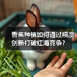 香蕉种植如何通过糯度创新打破红海竞争？（图4）