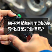 橘子种植如何用剥皮差异化打破行业僵局？（图4）