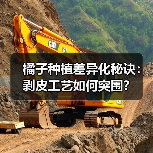 橘子种植差异化秘诀：剥皮工艺如何突围？