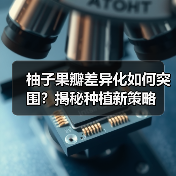 柚子果瓣差异化如何突围？揭秘种植新策略