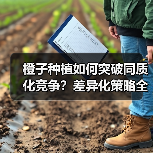 橙子种植如何突破同质化竞争?差异化策略全解析(图2) 橙子种植如何突破同质化竞争?差异化策略全解析(图2)