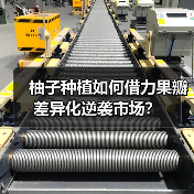 柚子种植如何借力果瓣差异化逆袭市场?(图3) 柚子种植如何借力果瓣差异化逆袭市场?(图3)