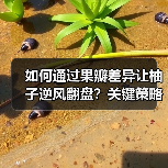 如何通过果瓣差异让柚子逆风翻盘？关键策略揭秘