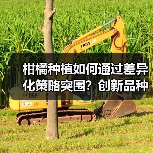 柑橘种植如何通过差异化策略突围？创新品种+科技管理打造核心竞争力（图2）