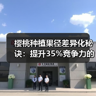 樱桃种植果径差异化秘诀:提升35%竞争力的实战策略(图2) 樱桃种植果径差异化秘诀:提升35%竞争力的实战策略(图2)