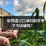 如何通过口感创新在李子市场破局？（图2）