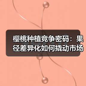 樱桃种植竞争密码:果径差异化如何撬动市场?(图2) 樱桃种植竞争密码:果径差异化如何撬动市场?(图2)