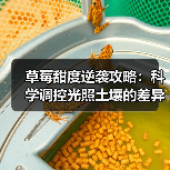 草莓甜度逆袭攻略:科学调控光照土壤的差异化破局方法(图3) 草莓甜度逆袭攻略:科学调控光照土壤的差异化破局方法(图3)