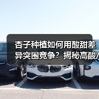 杏子种植如何用酸甜差异突围竞争？揭秘高酸/低糖成功法则