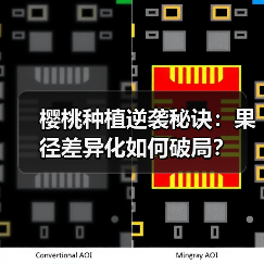 樱桃种植逆袭秘诀：果径差异化如何破局？