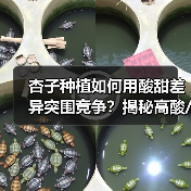 杏子种植如何用酸甜差异突围竞争?揭秘高酸/低糖成功法则(图4) 杏子种植如何用酸甜差异突围竞争?揭秘高酸/低糖成功法则(图4)