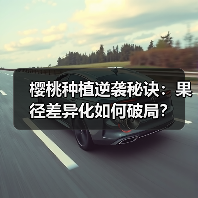 樱桃种植逆袭秘诀:果径差异化如何破局?(图3) 樱桃种植逆袭秘诀:果径差异化如何破局?(图3)