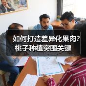 如何打造差异化果肉?桃子种植突围关键(图3) 如何打造差异化果肉?桃子种植突围关键(图3)