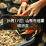 [6月17日] 山东各地夏收进度（图3）