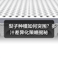 梨子种植如何突围？多汁差异化策略揭秘