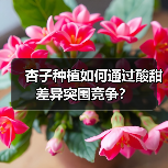 杏子种植如何通过酸甜差异突围竞争？