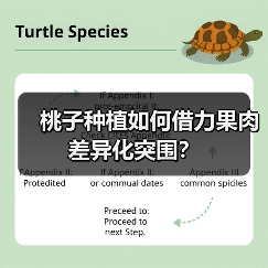 桃子种植如何借力果肉差异化突围?(图4) 桃子种植如何借力果肉差异化突围?(图4)