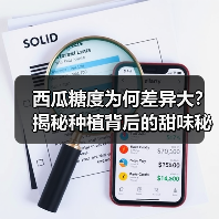 西瓜糖度为何差异大?揭秘种植背后的甜味秘诀(图2) 西瓜糖度为何差异大?揭秘种植背后的甜味秘诀(图2)