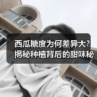 西瓜糖度为何差异大?揭秘种植背后的甜味秘诀(图3) 西瓜糖度为何差异大?揭秘种植背后的甜味秘诀(图3)