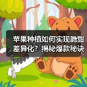 苹果种植如何实现脆甜差异化？揭秘爆款秘诀