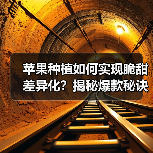 苹果种植如何实现脆甜差异化?揭秘爆款秘诀(图4) 苹果种植如何实现脆甜差异化?揭秘爆款秘诀(图4)