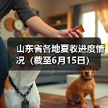 山东省各地夏收进度情况(截至6月15日)(图4) 山东省各地夏收进度情况(截至6月15日)(图4)