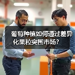 葡萄种植如何通过差异化果粒突围市场？