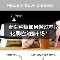 葡萄种植如何通过差异化果粒突围市场?(图3) 葡萄种植如何通过差异化果粒突围市场?(图3)