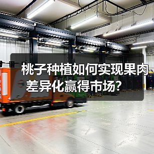 桃子种植如何实现果肉差异化赢得市场？