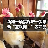 新疆十项措施进一步推动“互联网+”农产品出村进城工程(图3) 新疆十项措施进一步推动“互联网+”农产品出村进城工程(图3)