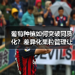葡萄种植如何突破同质化?差异化果粒管理让你赢在起跑线(图3) 葡萄种植如何突破同质化?差异化果粒管理让你赢在起跑线(图3)