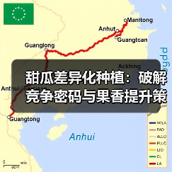 甜瓜差异化种植：破解竞争密码与果香提升策略