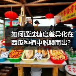 如何通过糖度差异化在西瓜种植中脱颖而出?(图4) 如何通过糖度差异化在西瓜种植中脱颖而出?(图4)