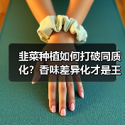 韭菜种植如何打破同质化?香味差异化才是王道(图2) 韭菜种植如何打破同质化?香味差异化才是王道(图2)