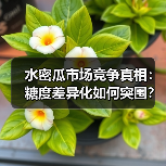 水密瓜市场竞争真相:糖度差异化如何突围?(图4) 水密瓜市场竞争真相:糖度差异化如何突围?(图4)