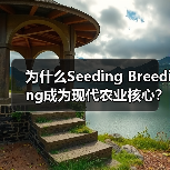 为什么Seeding Breeding成为现代农业核心？揭秘技术差异化的关键