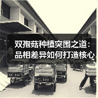 双孢菇种植突围之道:品相差异如何打造核心竞争力(图1) 双孢菇种植突围之道:品相差异如何打造核心竞争力(图1)