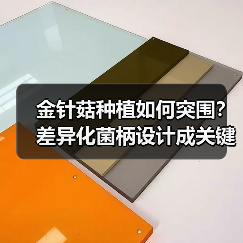 金针菇种植如何突围？差异化菌柄设计成关键