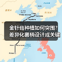 金针菇种植如何突围?差异化菌柄设计成关键(图2) 金针菇种植如何突围?差异化菌柄设计成关键(图2)