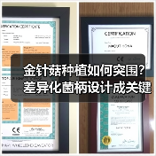 金针菇种植如何突围?差异化菌柄设计成关键(图4) 金针菇种植如何突围?差异化菌柄设计成关键(图4)