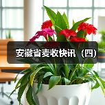 安徽省麦收快讯(四)(图1) 安徽省麦收快讯(四)(图1)