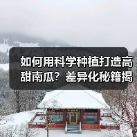 如何用科学种植打造高甜南瓜?差异化秘籍揭秘(图3) 如何用科学种植打造高甜南瓜?差异化秘籍揭秘(图3)