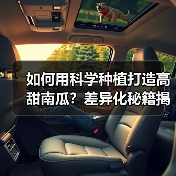 如何用科学种植打造高甜南瓜?差异化秘籍揭秘(图4) 如何用科学种植打造高甜南瓜?差异化秘籍揭秘(图4)