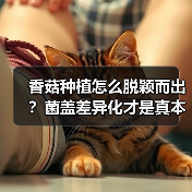 香菇种植怎么脱颖而出?菌盖差异化才是真本事(图2) 香菇种植怎么脱颖而出?菌盖差异化才是真本事(图2)