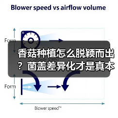 香菇种植怎么脱颖而出?菌盖差异化才是真本事(图3) 香菇种植怎么脱颖而出?菌盖差异化才是真本事(图3)