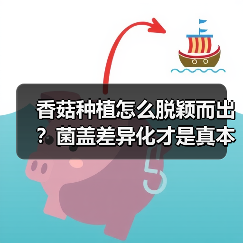香菇种植怎么脱颖而出?菌盖差异化才是真本事(图4) 香菇种植怎么脱颖而出?菌盖差异化才是真本事(图4)