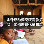 金针菇种植突破竞争关键:菌柄差异化策略深度解析(图4) 金针菇种植突破竞争关键:菌柄差异化策略深度解析(图4)